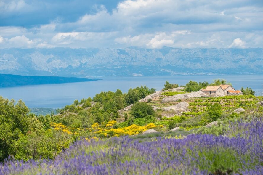 The sun shines over the lush foliage of Hvar.