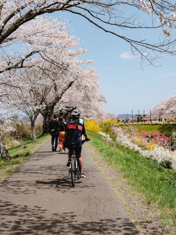 Tohoku sakura bike tour